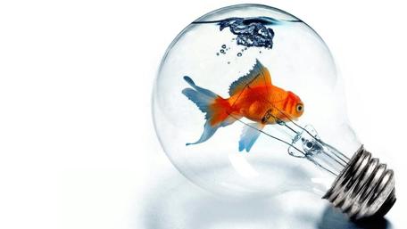 Creative Goldfish in a Light Bulb Design wallpaper