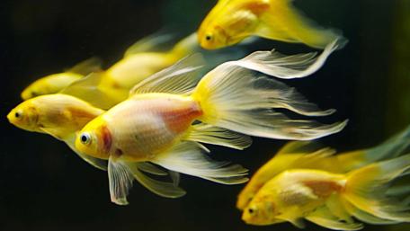 Golden Fish Ballet Underwater wallpaper