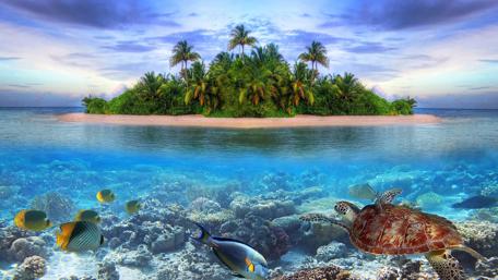 Tropical Island Oasis Underwater Paradise wallpaper