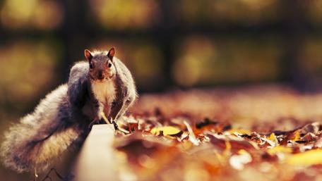 Autumn Squirrel Amidst Colorful Leaves wallpaper
