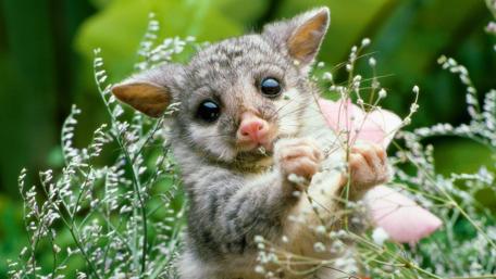 Adorable Opossum in Lush Greenery wallpaper