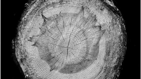 Timeless Beauty of Nature Wood Texture wallpaper