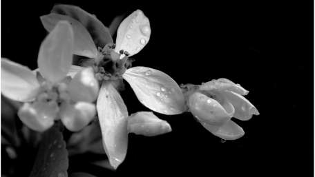 Elegant Monochrome Floral Beauty wallpaper