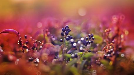 Berry Dreamscape in a Macro World wallpaper