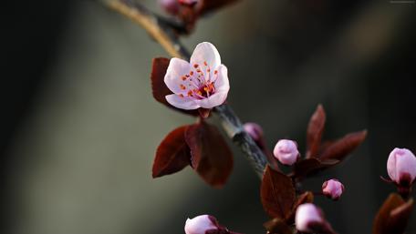 Spring Blossom Delight wallpaper