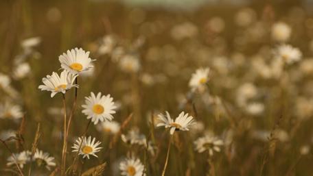 Blooming Daisies in Sunlit Field wallpaper