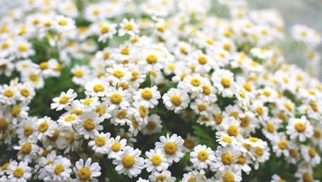Blooming Daisies in Vibrant Colors wallpaper