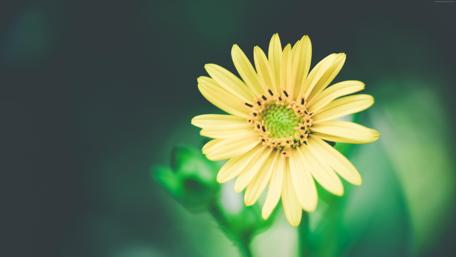 Golden Daisy in Tranquil Greens wallpaper