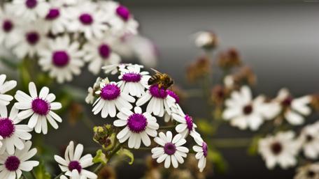Vibrant Daisies and Bees in Nature's Embrace wallpaper