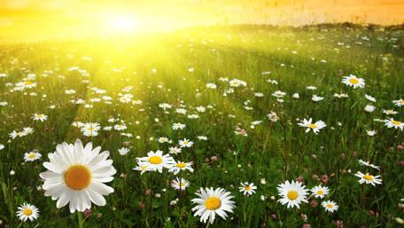 Summer Sunset Amidst Daisy Field wallpaper