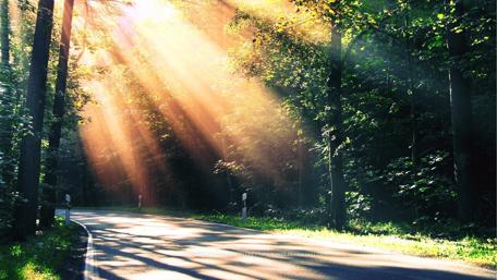 Golden Sunrays Illuminating the Forest Road wallpaper