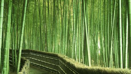 Serene Bamboo Path in Lush Greenery wallpaper