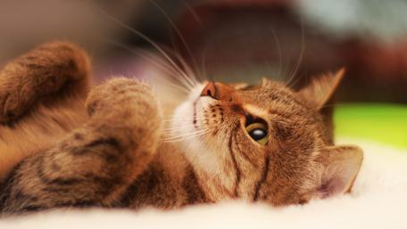 Cute little cat face wallpaper