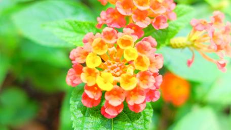 Vibrant Blossoms in Nature's Embrace wallpaper