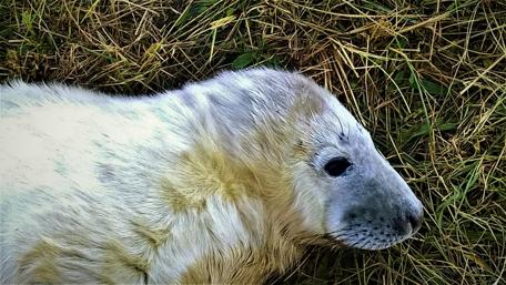 Adorable Baby Seal on Soft Grass wallpaper