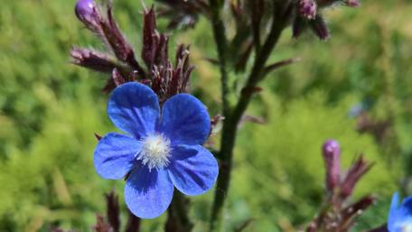 Vibrant Blue Blooming Flower Wallpaper wallpaper