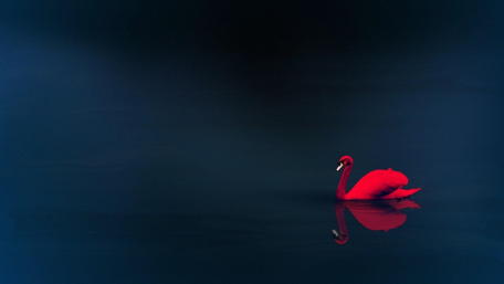 Vibrant Red Swan on Serene Water Surface wallpaper