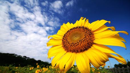 Sunny Blossom in Bright Skies wallpaper