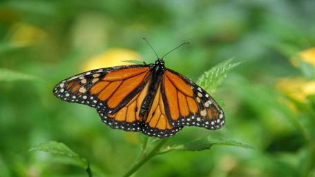 Vibrant Monarch Butterfly on Green Leaves wallpaper
