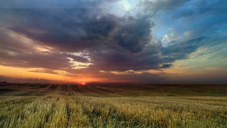 Golden Fields at Dusk wallpaper