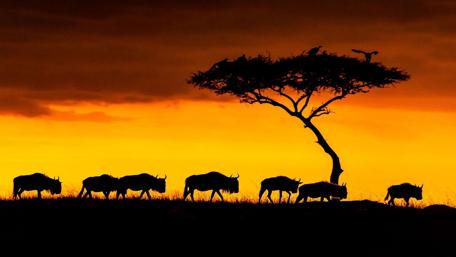 Majestic Sunset with Wildlife Silhouettes wallpaper