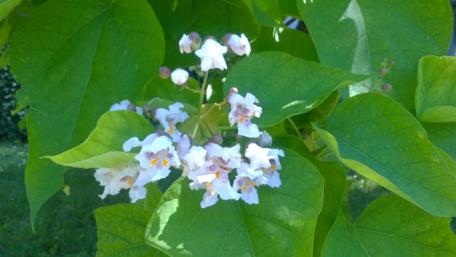 Blooming Blossom in Lush Greenery wallpaper