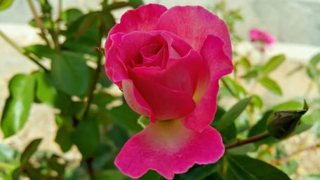 Vibrant Pink Rose Blooming in Nature wallpaper