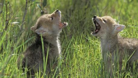Adorable Wolf Cubs Playtime wallpaper