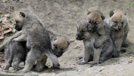Adorable Wolf Cubs Playing Together wallpaper