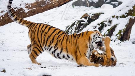 Majestic Tiger Playing in the Snow wallpaper