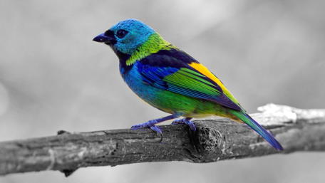 Colorful bird on monochrome background wallpaper