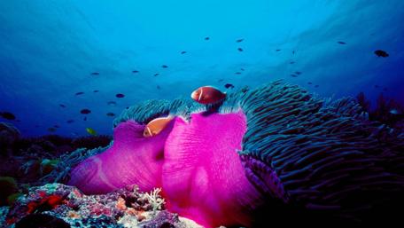 Vibrant Underwater World of the Great Barrier Reef wallpaper