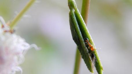Intriguing Ants on Leaf Wallpaper wallpaper