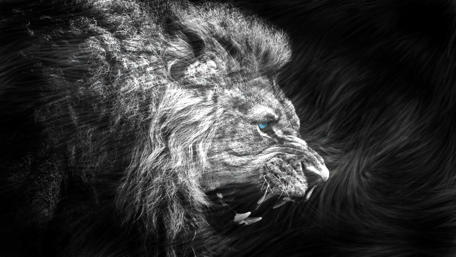 Fierce Blue-Eyed Lion in Darkness wallpaper