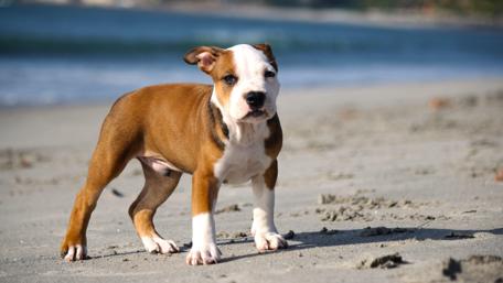 Puppy's Day Out at the Beach wallpaper