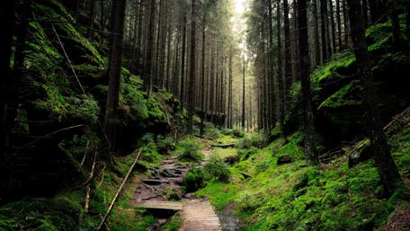Enchanted Forest Trail wallpaper