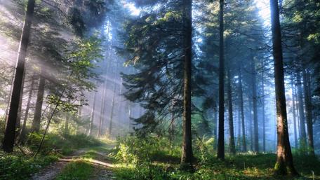 Pathway Illuminated by Sunrays in Pine Forest wallpaper