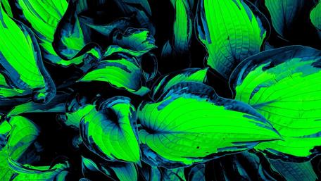Vibrant Green Leaves Against Dark Background wallpaper