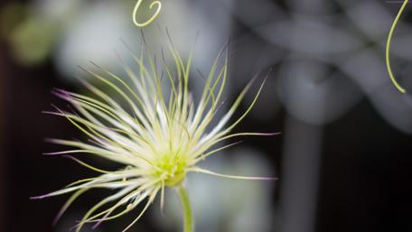 Unique Macro Flower Beauty in 4K Resolution wallpaper