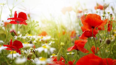 Vibrant Poppy and Daisy Flower Field Scene wallpaper