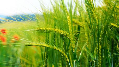 Golden Wheat Field in Bloom wallpaper