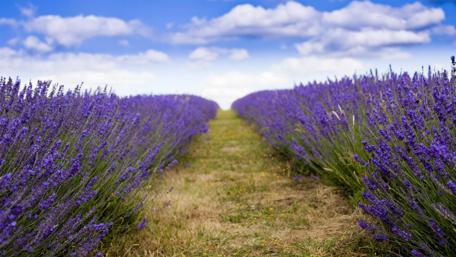 Pathway Through Lavender Fields wallpaper