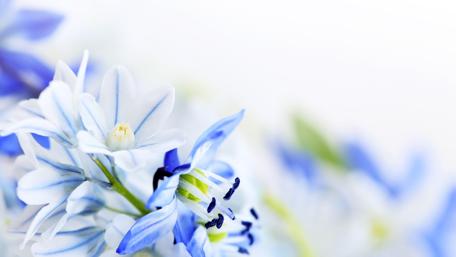 Serene Blue Lilies in High Definition wallpaper