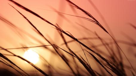 Serene Sunset Over a Meadow Grass Landscape wallpaper