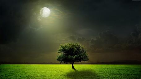 Lonely tree in the moonlight wallpaper