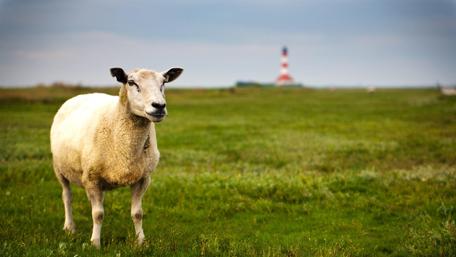Calm Sheep in Majestic Landscape wallpaper