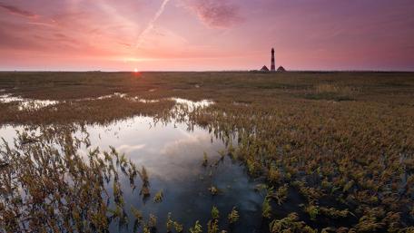 Tranquil Wetlands at Dusk wallpaper