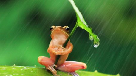Frog Enjoying a Rainy Day Shelter wallpaper