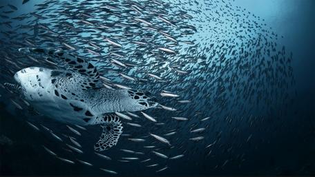 Serene Turtle Amidst a School of Fish wallpaper