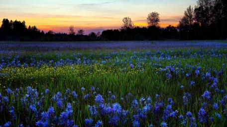 Spring Sunset Over Flowery Field wallpaper
